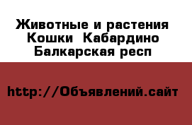 Животные и растения Кошки. Кабардино-Балкарская респ.